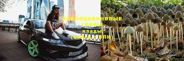 индика Апатиты